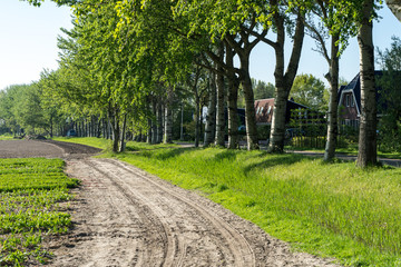 Fototapeta na wymiar Netherlands,Lisse, ROAD PASSING THROUGH A FIELD