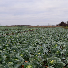 The cabbage field