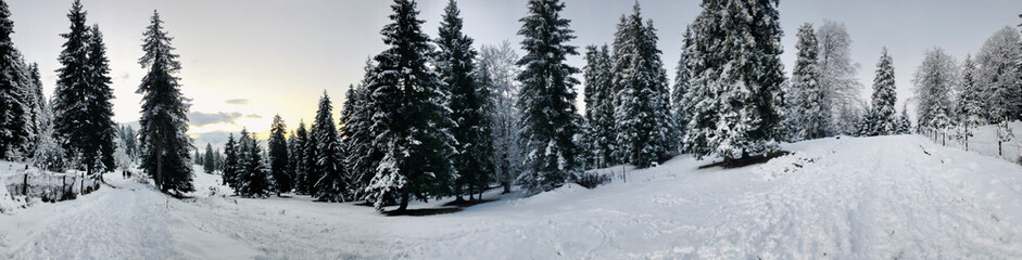 Snowfall. Trees in the snow. Sky in the winter season. Beautiful view