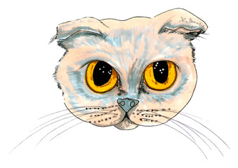 greay british cat head