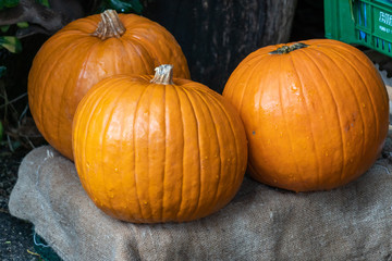 Heap of pumpkins