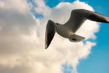 Seagulls in the skies of Istanbul above the sea a very beautiful view