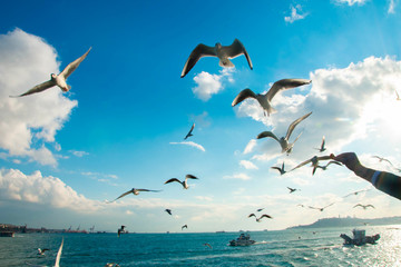 Seagulls in the skies of Istanbul above the sea a very beautiful view