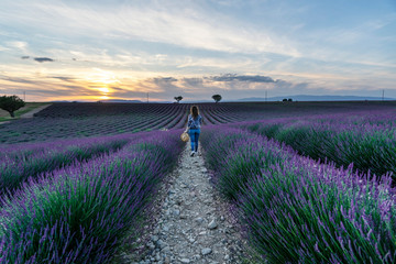 views of wild lavender fields located in the French provence
