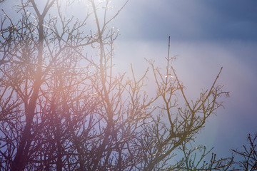 Silhouetted tree branches with colorful sky