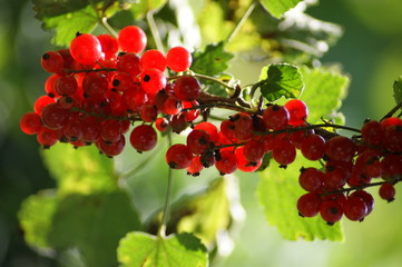 Beeren