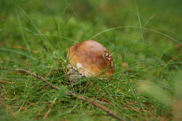 Steinpilz