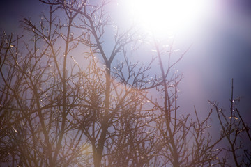 Silhouetted tree branches with colorful sky