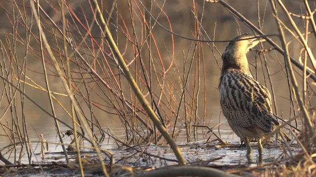 Great bittern catching fish