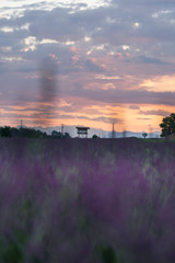 Fototapeta na wymiar views of wild lavender fields located in the French provence