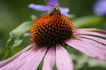 Echinazea