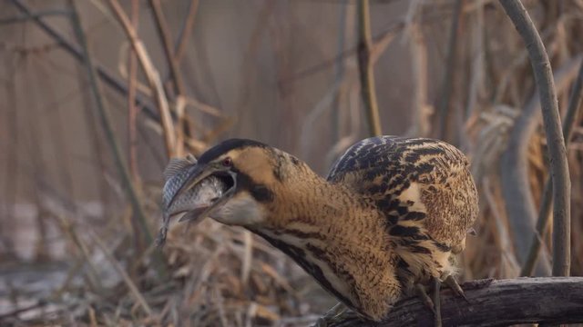 Great bittern catching fish