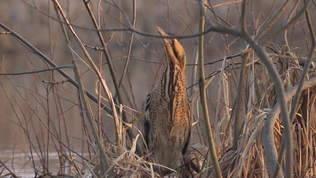 Great bittern catching fish