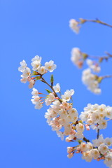 春の花見山