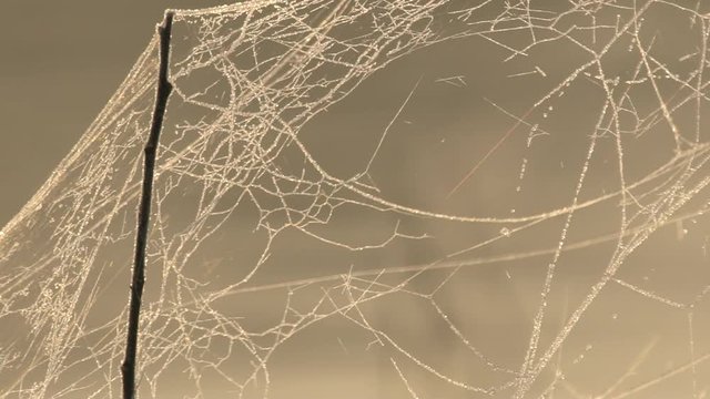Spider web at early morning in winter