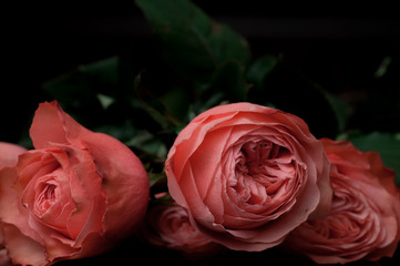 Pink roses in a bouquet on a dark background