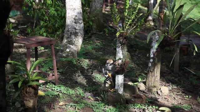 Monkey eating in the Tabin Wildlife Resort