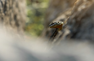 lucertola tra le rocce