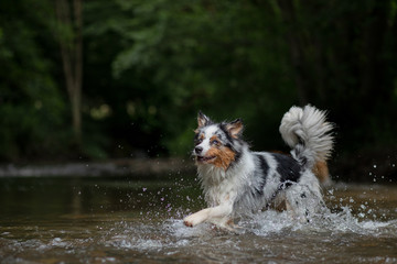 the dog runs on water, shakes off. Happy pet. active Australian Shepherd