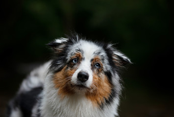 the dog runs on water, shakes off. Happy pet. active Australian Shepherd