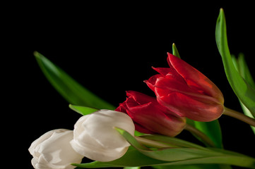 Tulips in a bouquet on a dark background