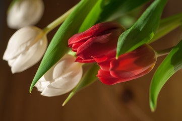 Tulips in a bouquet on a blurred background