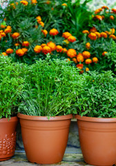 Fototapeta na wymiar herbs in the pots