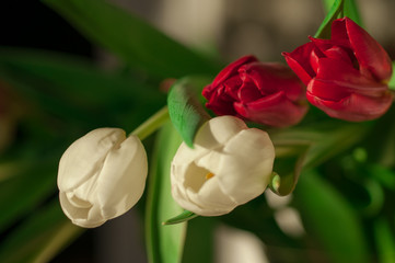 Tulips in a bouquet on a blurred background