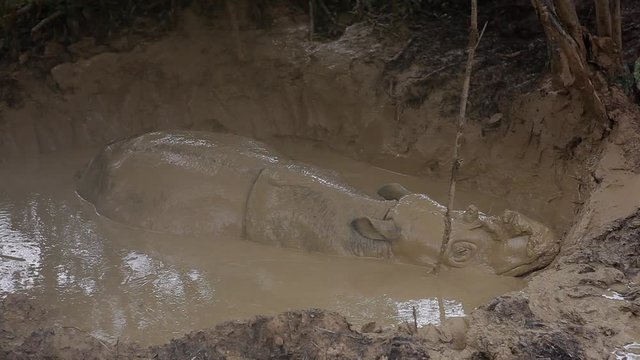 Sumatran Rhinos In The Mud Bath