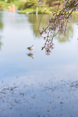 pink cherry blossoms on a branch in the Spring