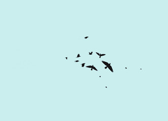 Vögel im Himmel türkis