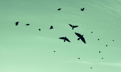 Vögel im Himmel grün