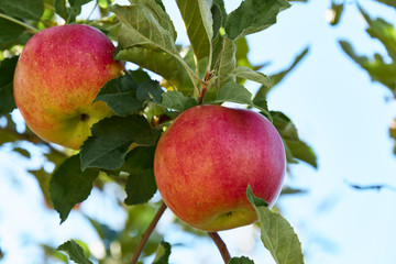 Ripe red apples on tree branch in orchard. Sweet fruit in fall garden.