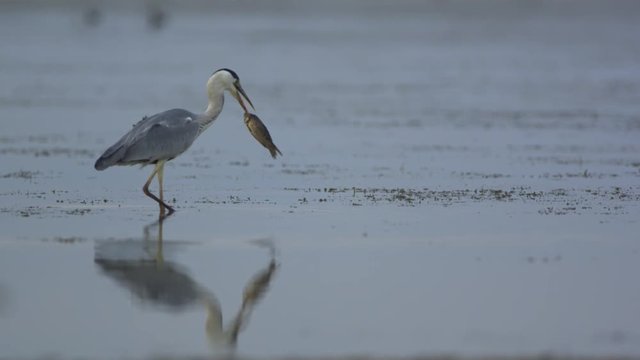 Grey Heron catching fish