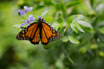 butterfly on flower