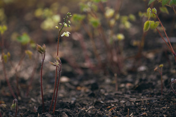young flowering plant in soil