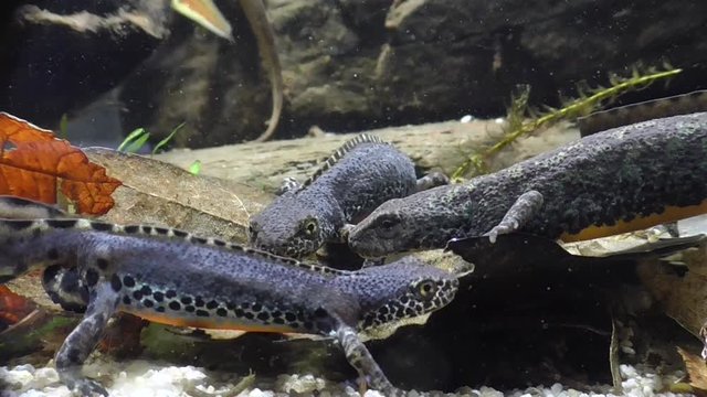 Bergmolche, Alpine newt, Ichthyosaura alpestris