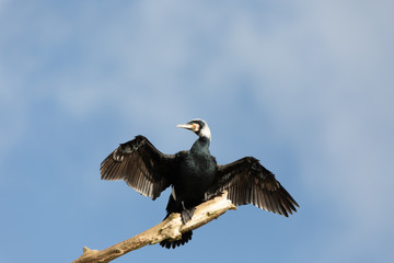 CORMORANT ON BRANCH WITH WINGS WIDE OPEN DRYING ITSELF