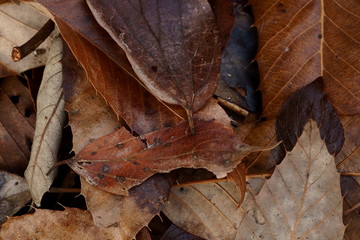 autumn leaves on the ground