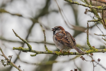 SPARROW