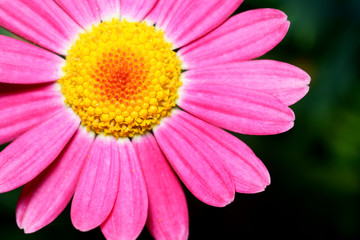 Fototapeta premium African daisy pink flower
