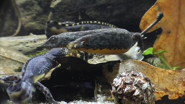 Bergmolche, Alpine newt, Ichthyosaura alpestris