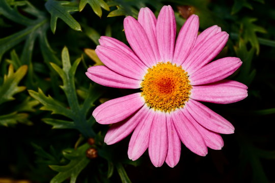 African daisy pink flower