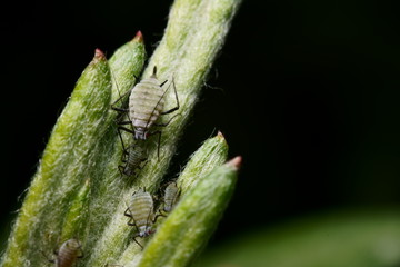 Aphids on a leaf 