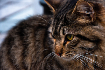 A green-eyed cat was a modal in its very beautiful ruins