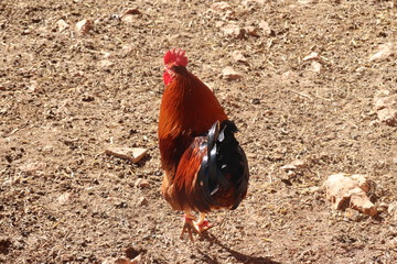 The cock in the barn Colors are bright