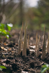 hosta leaf sprouts in the Spring