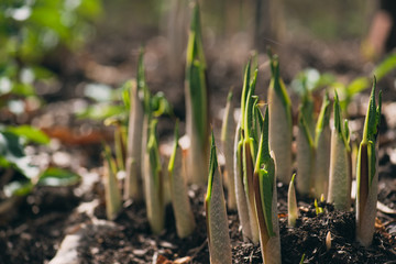 hosta leaf sprouts in the Spring