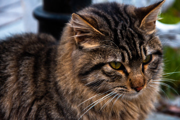A green-eyed cat was a modal in its very beautiful ruins