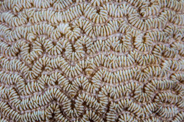 Abstract of Coral Pattern on Reef in Papua New Guinea